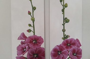 Stockrosen