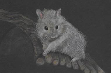 Zeichnung Hamster Polychromos ankes-atelier