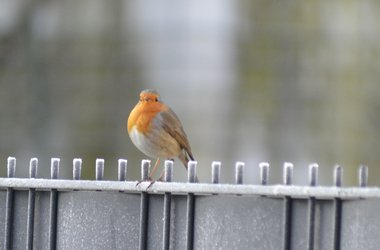 Rotkehlchen Bramsche Anke Buchmann Fotografie Foto Natur 