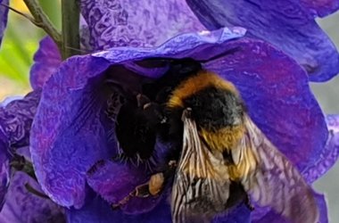 Hummel Blumen Fotografie Anke Buchmann Bramsche 