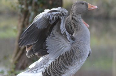 Ankum Bramsche Anke Buchmann Fotografie Gans Flügel See Gänse Foto